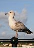 seagull-appledoor_021-may06
